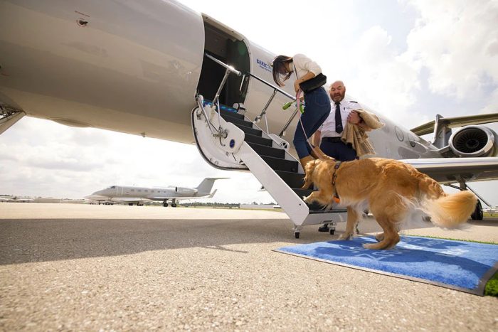 Finalmente, los perros pueden volar